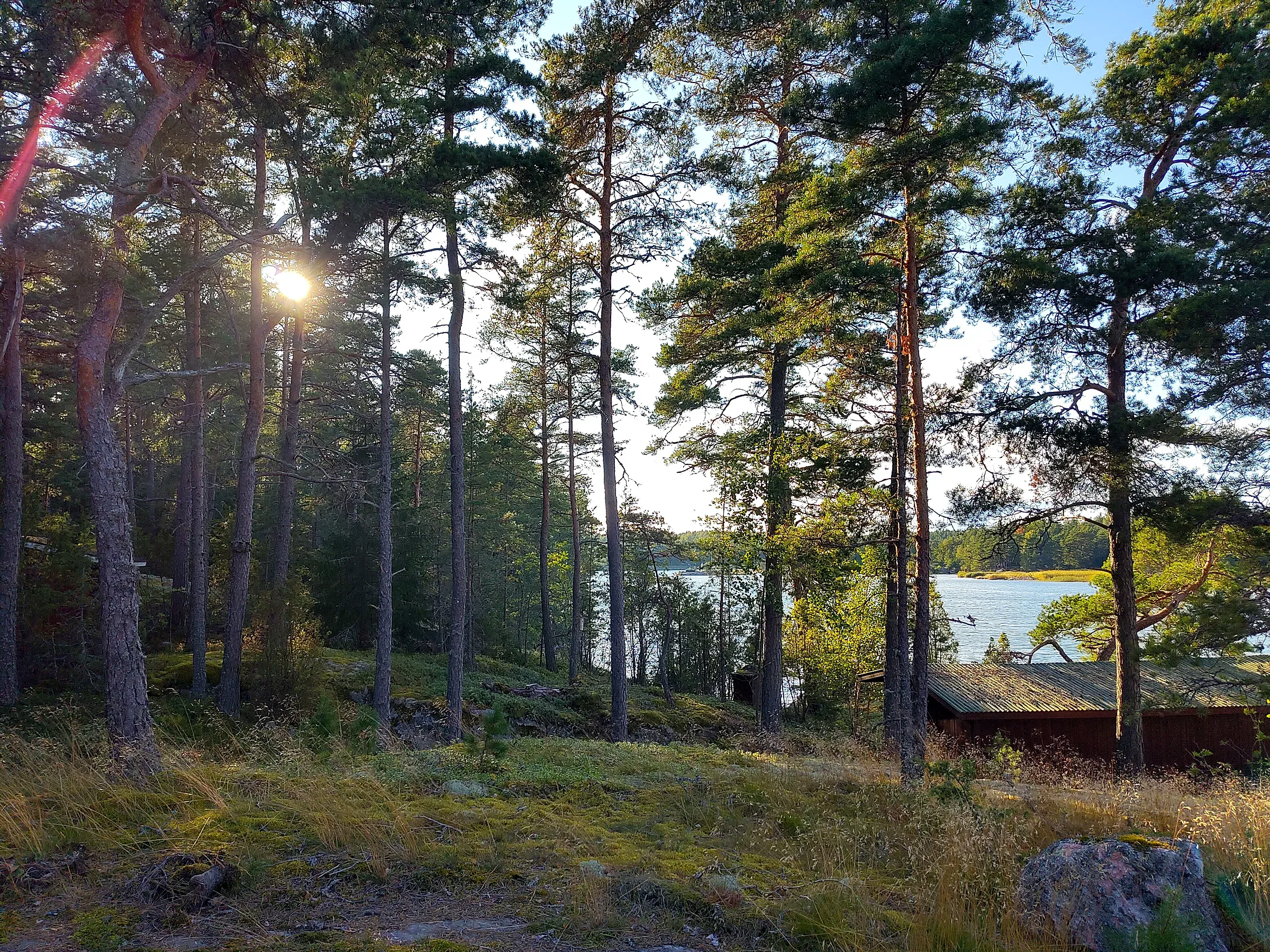 Sloping building plot with pines on the coast, the sea in the distance and the ground