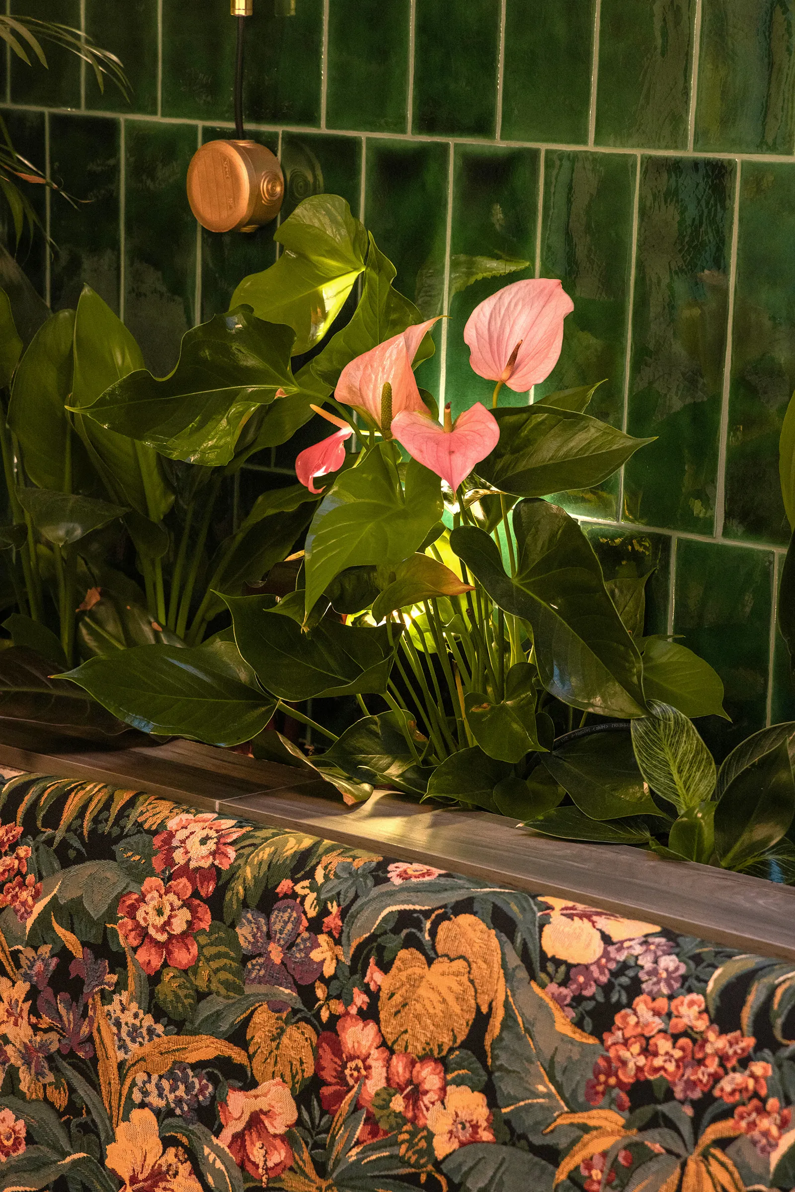 Terrace vegetation, dense and tropical
